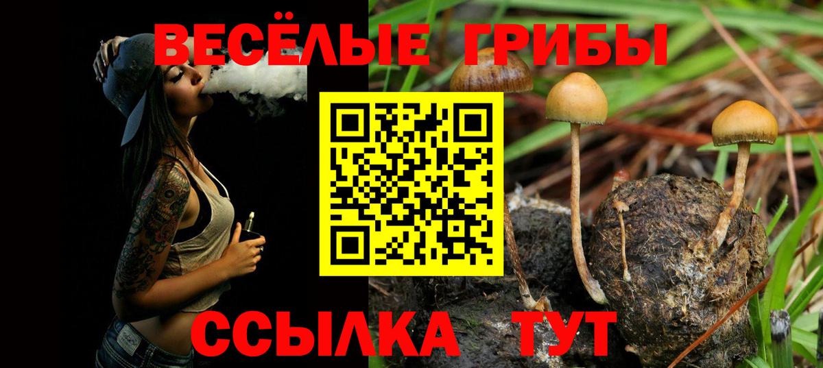 Псилоцибиновые грибы Psilocybe  Вход с VPN  Красноармейск 
